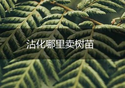 沾化哪里卖树苗