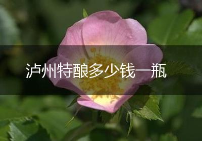 泸州特酿多少钱一瓶