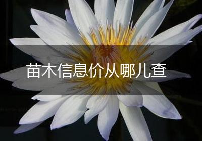 苗木信息价从哪儿查