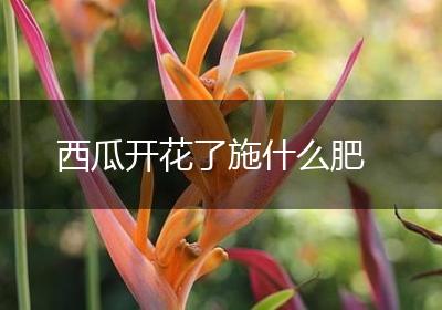 西瓜开花了施什么肥