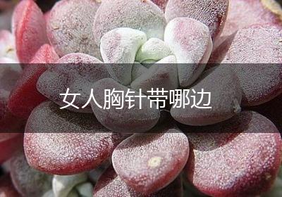 女人胸针带哪边