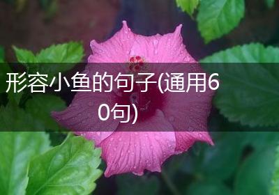 形容小鱼的句子(通用60句)