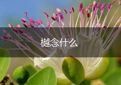 樾念什么