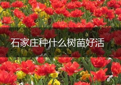 石家庄种什么树苗好活