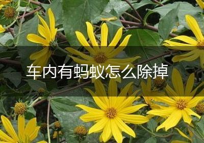 车内有蚂蚁怎么除掉