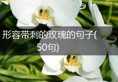 形容带刺的玫瑰的句子(50句)