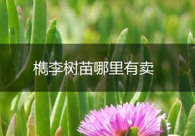 檇李树苗哪里有卖