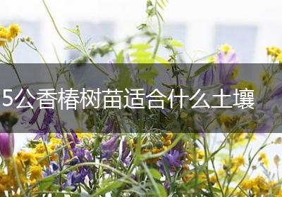 5公香椿树苗适合什么土壤