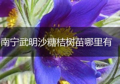 南宁武明沙糖桔树苗哪里有