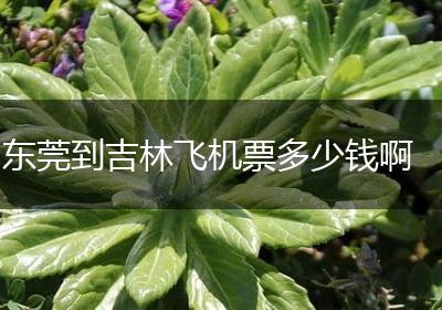 东莞到吉林飞机票多少钱啊