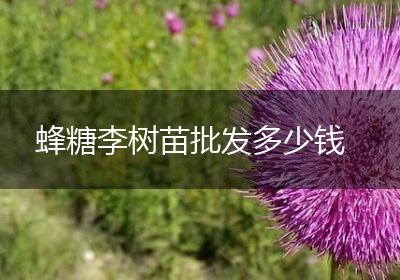 蜂糖李树苗批发多少钱