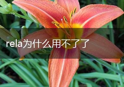 rela为什么用不了了