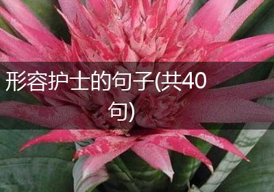 形容护士的句子(共40句)