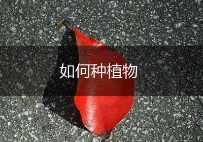 如何种植物