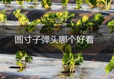 圆寸子弹头哪个好看