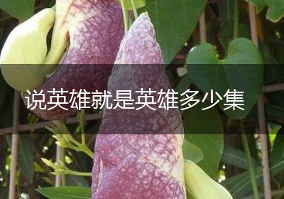 说英雄就是英雄多少集