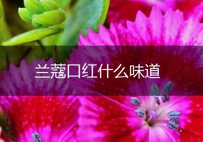 兰蔻口红什么味道