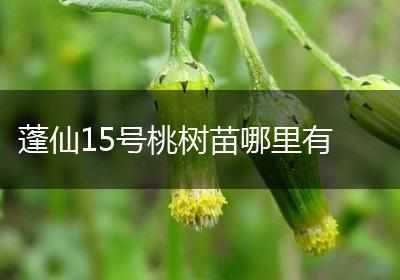 蓬仙15号桃树苗哪里有