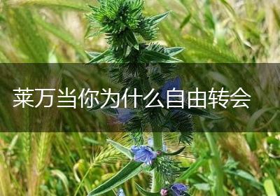 莱万当你为什么自由转会