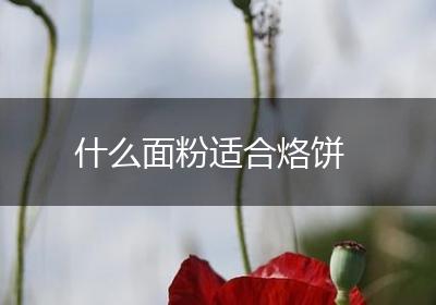 什么面粉适合烙饼