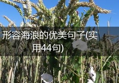 形容海浪的优美句子(实用44句)