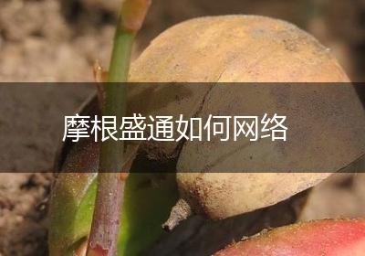 摩根盛通如何网络