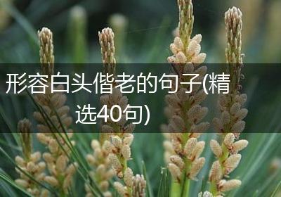 形容白头偕老的句子(精选40句)