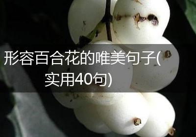 形容百合花的唯美句子(实用40句)