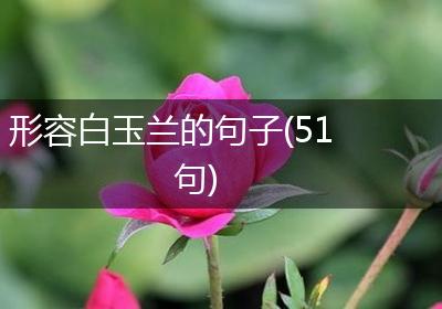 形容白玉兰的句子(51句)