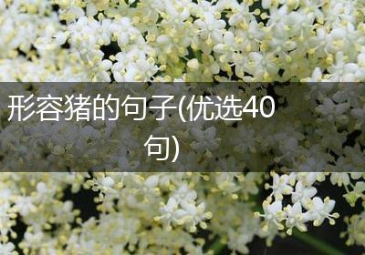 形容猪的句子(优选40句)