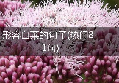 形容白菜的句子(热门81句)