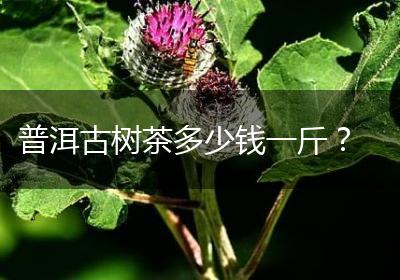 普洱古树茶多少钱一斤？