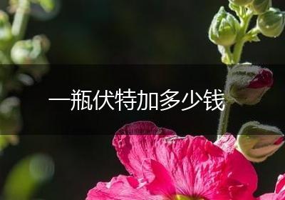 一瓶伏特加多少钱