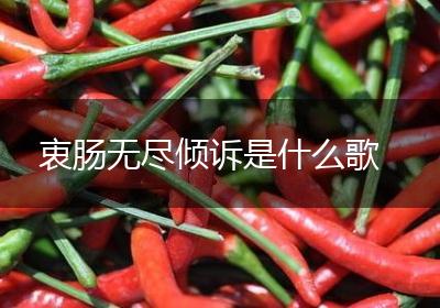 衷肠无尽倾诉是什么歌