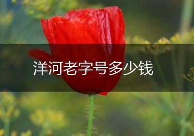 洋河老字号多少钱