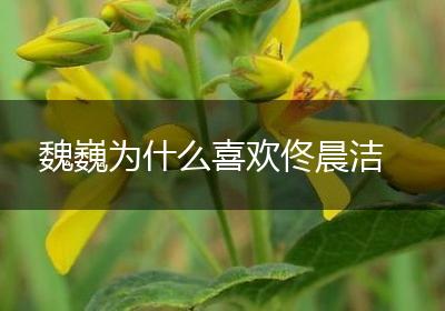魏巍为什么喜欢佟晨洁