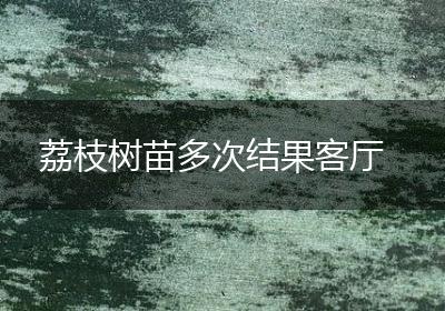 荔枝树苗多次结果客厅