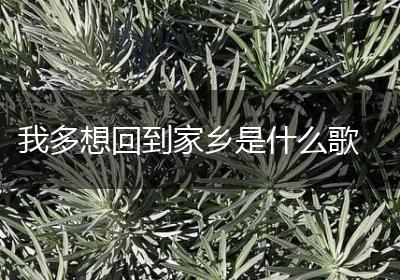 我多想回到家乡是什么歌