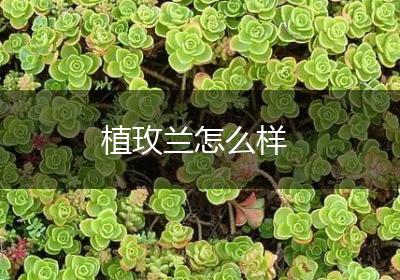 植玫兰怎么样