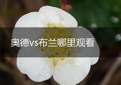 奥德vs布兰哪里观看