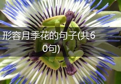 形容月季花的句子(共60句)