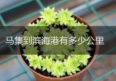 马集到滨海港有多少公里