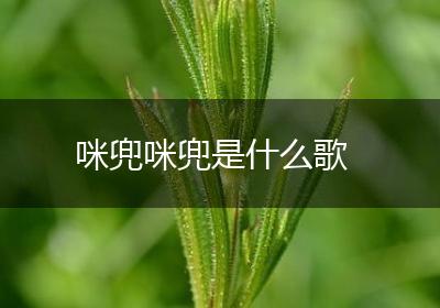 咪兜咪兜是什么歌