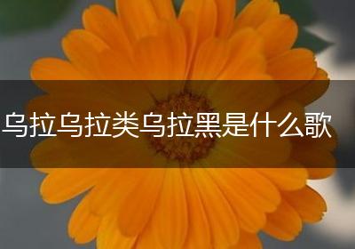 乌拉乌拉类乌拉黑是什么歌