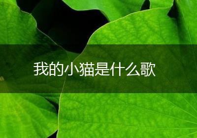 我的小猫是什么歌