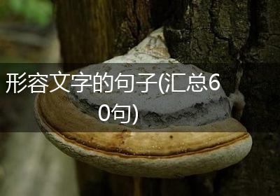 形容文字的句子(汇总60句)