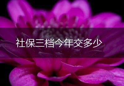 社保三档今年交多少