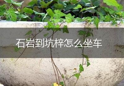 石岩到坑梓怎么坐车
