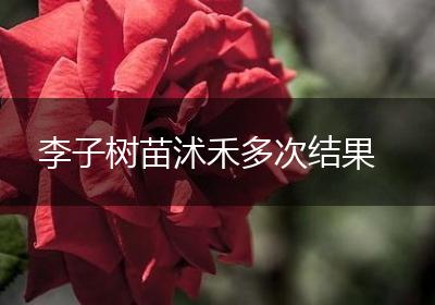 李子树苗沭禾多次结果