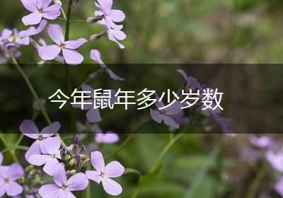 今年鼠年多少岁数